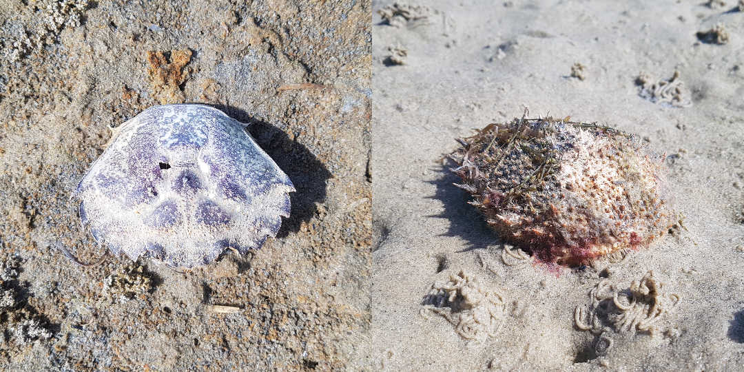 Crab Shells - Seaweed Prints - Dynamic Dad