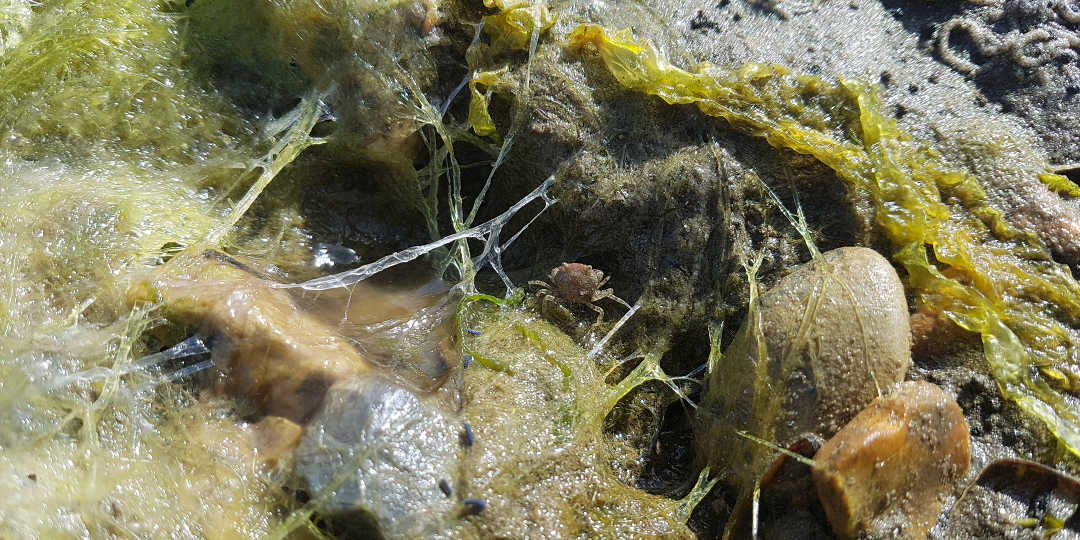 Spot The Crab - Seaweed Prints - Dynamic Dad