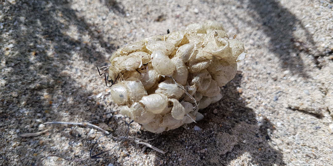 Whelk Egg Casings - Seaweed Prints - Dynamic Dad