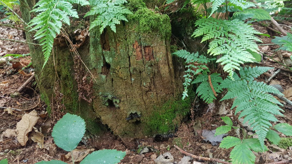 Fairytale creature house - how to make a fairy house - dynamic dad